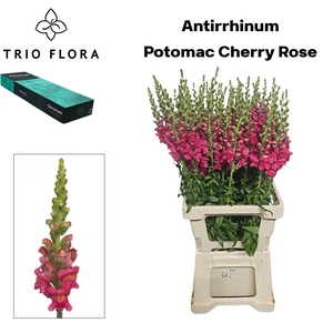 ANTIR POTO CHER ROSE Small Box 20