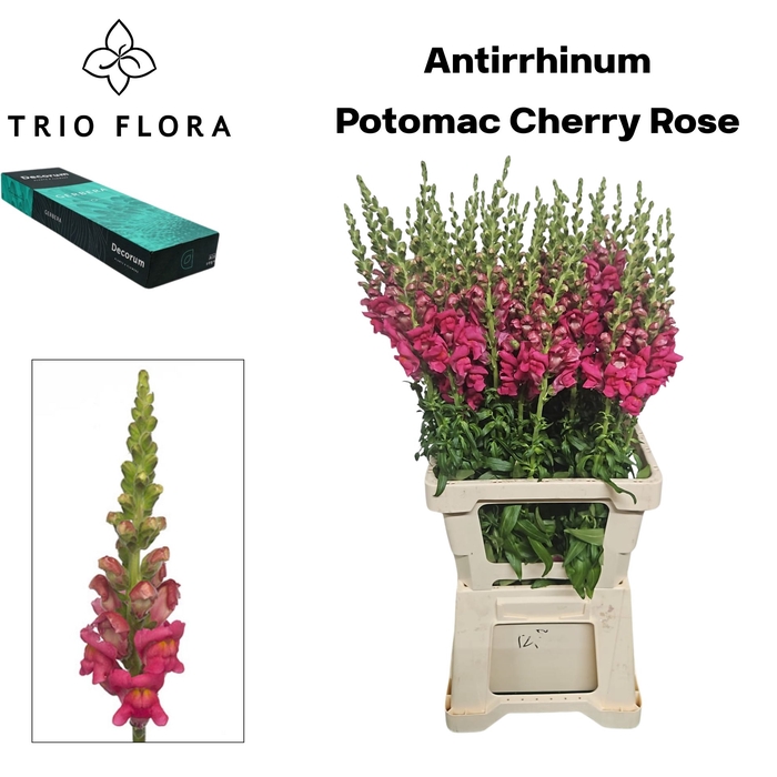 <h4>ANTIR POTO CHER ROSE Small Box 20</h4>