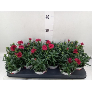 Dianthus  'Oscar Red'