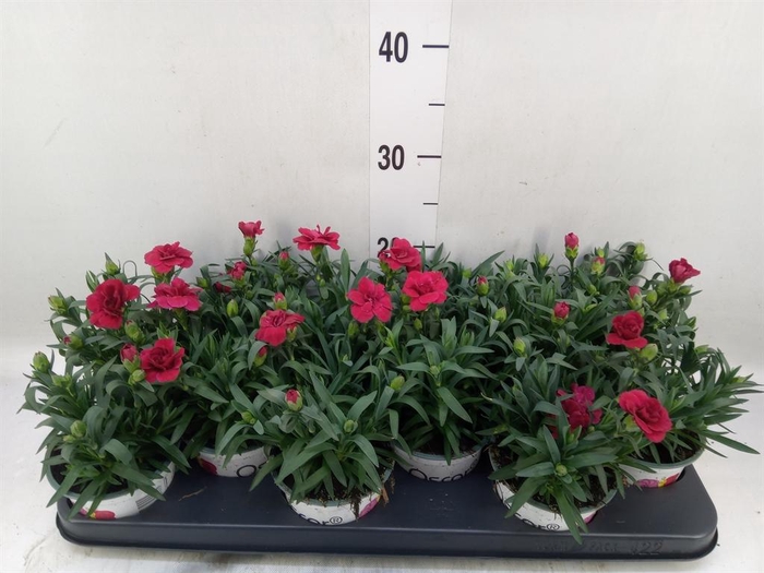 <h4>Dianthus  'Oscar Red'</h4>
