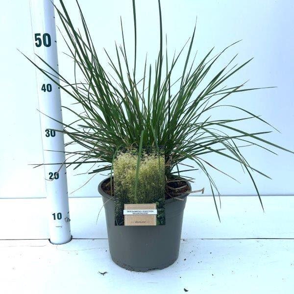 Deschampsia cespitosa Goldschleier