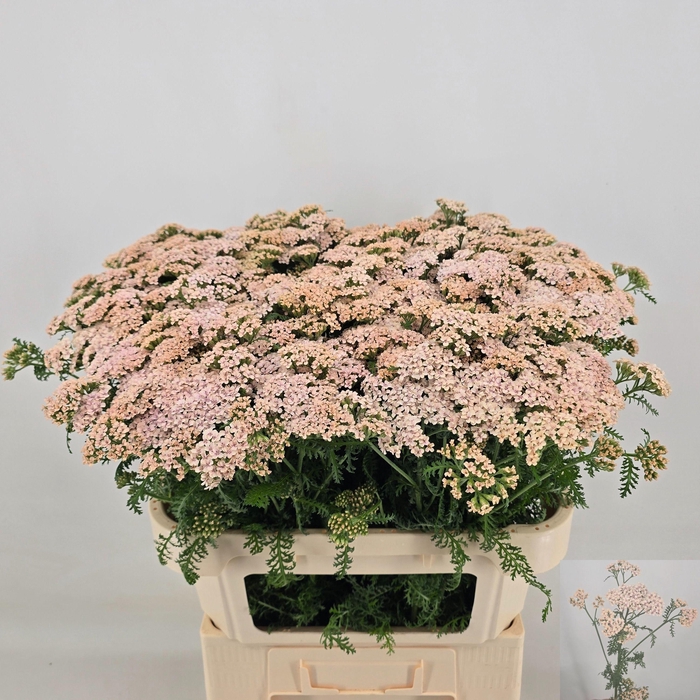 <h4>ACHIL M ANITA CHAMP</h4>