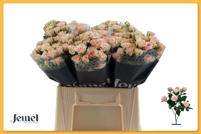 <h4>Rosa spray severina</h4>