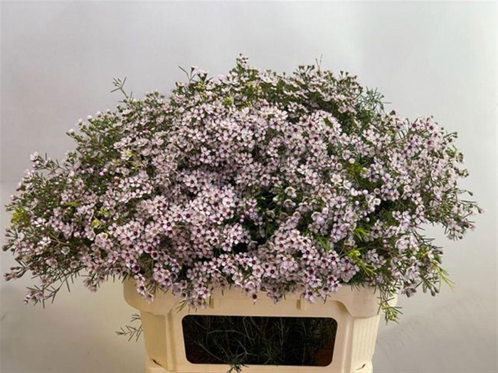 <h4>CHAME UN DORI</h4>