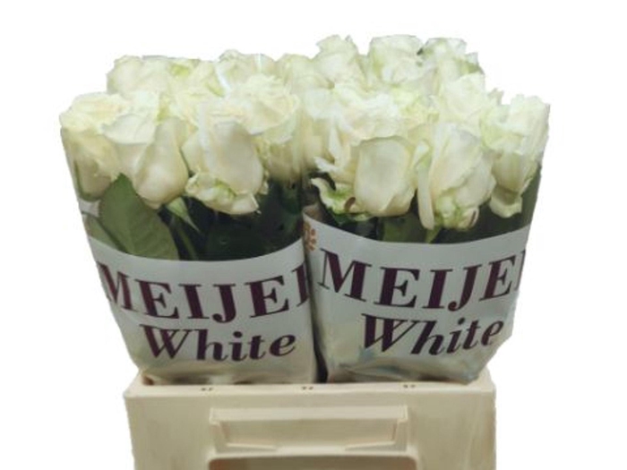 <h4>ROSA GR 'AVALANCHE'</h4>