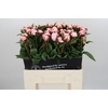 Paeonia Reine Hortense