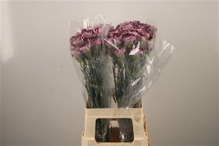 <h4>Di St Minerva</h4>