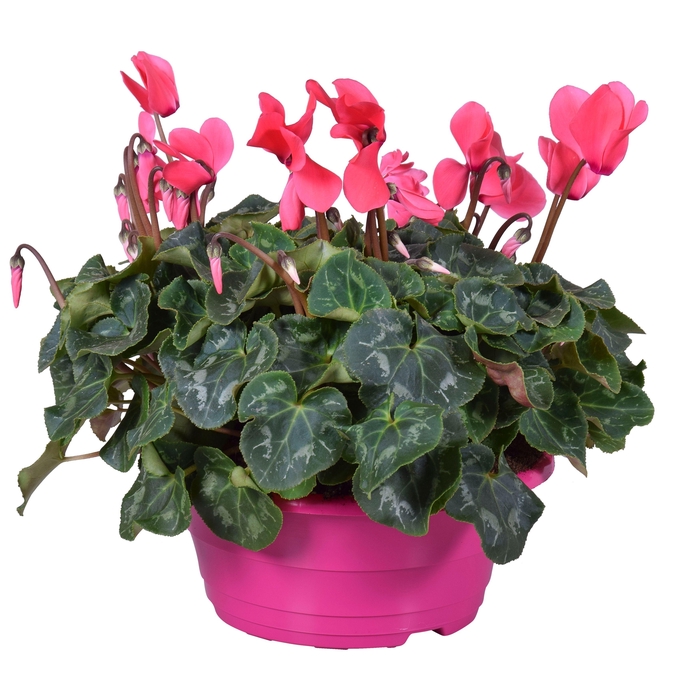 <h4>Cyclamen Ton sur Ton in roze schaal (3pp)</h4>