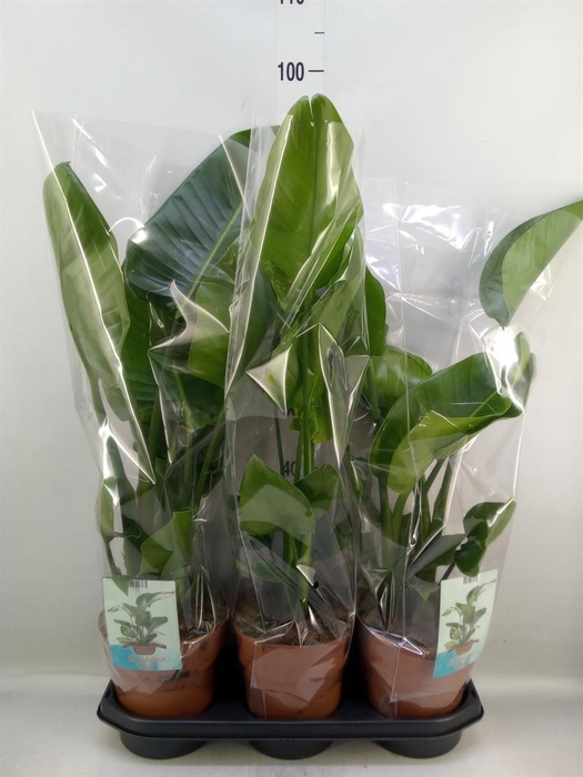 <h4>Strelitzia nicolai</h4>