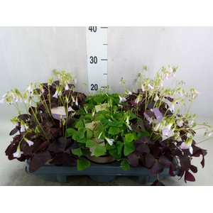 Oxalis   ...