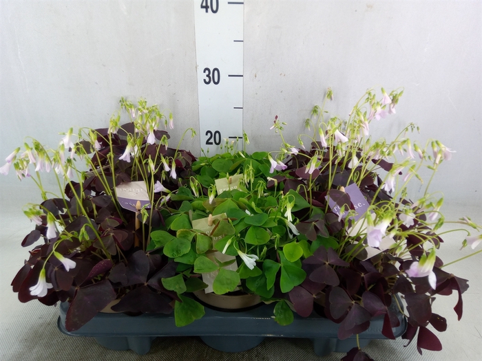 <h4>Oxalis   ...</h4>