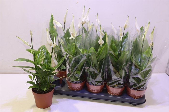 <h4>arr8 Spath Alana</h4>