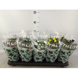 Chrysanthemum   ..mix 5