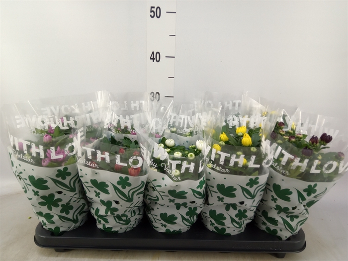 <h4>Chrysanthemum   ..mix 5</h4>