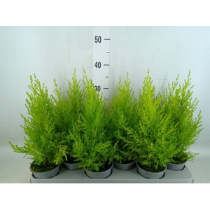 Cupressus macro. 'Goldcrest Wilma'