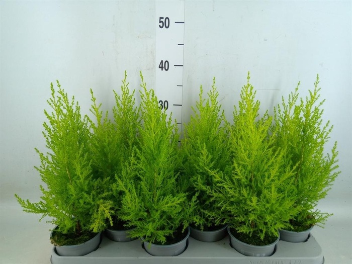 <h4>Cupressus macro. 'Goldcrest Wilma'</h4>