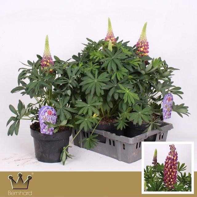 <h4>Lupi Manhatt Lights</h4>