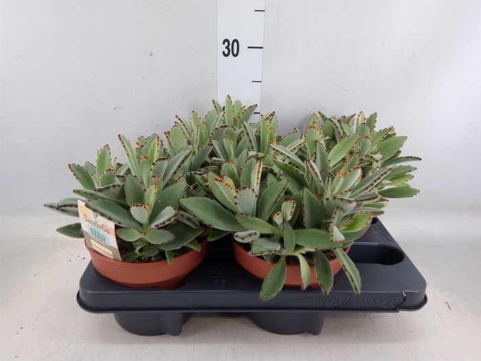 <h4>Kalanchoe NF tomentosa</h4>