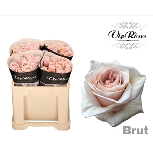 R GR BRUT! x40