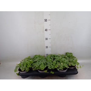 Glechoma hederacea 'Variegata'