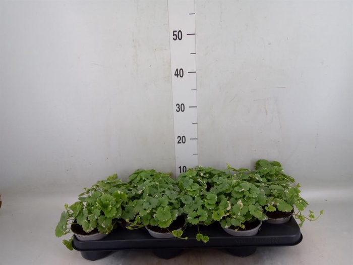 <h4>Glechoma hederacea 'Variegata'</h4>