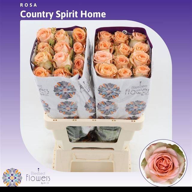 <h4>R GR COUNTRY HOME</h4>