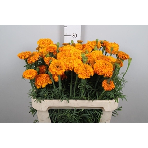 Tag E Promise Orange