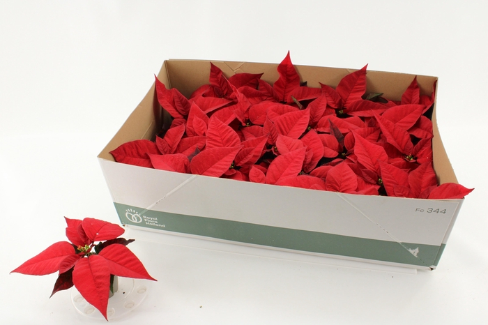 <h4>EUPHOR P CHR F RED</h4>