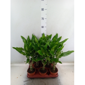 Dracaena frag. 'Steudneri'