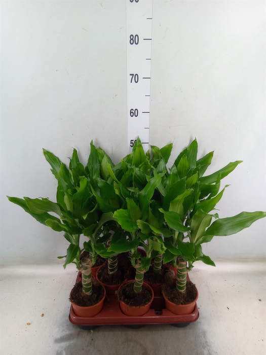 <h4>Dracaena frag. 'Steudneri'</h4>