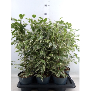 Ficus benja. 'Twilight'