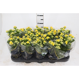 KALANCHOE DOBRADO P11 AMARELO