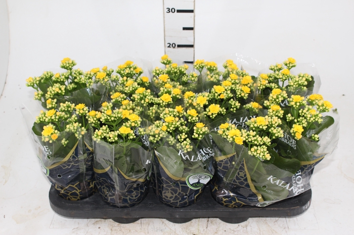 <h4>KALANCHOE DOBRADO P11 AMARELO</h4>