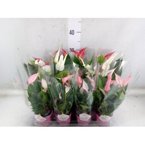Anthurium   ...mix