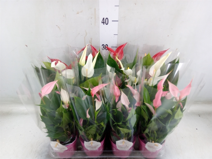 <h4>Anthurium   ...mix</h4>