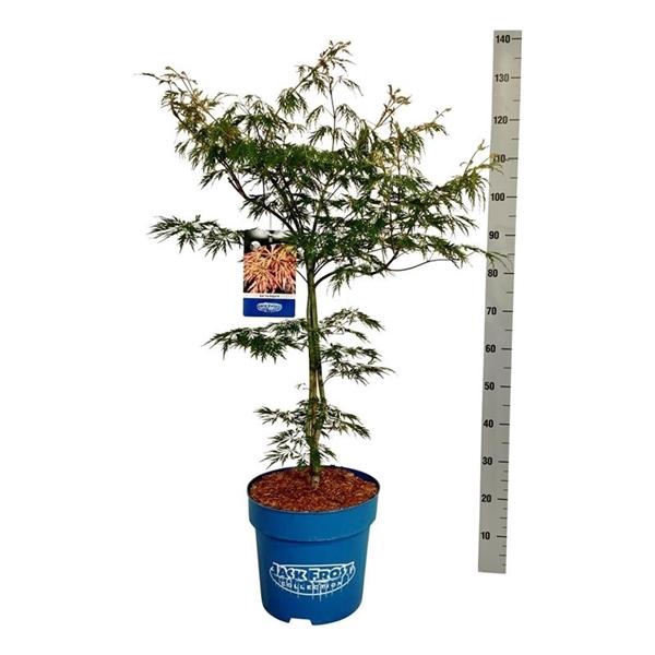 <h4>Acer Ice Dragon ®</h4>