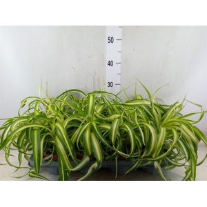 Chlorophytum com. 'Bonnie'