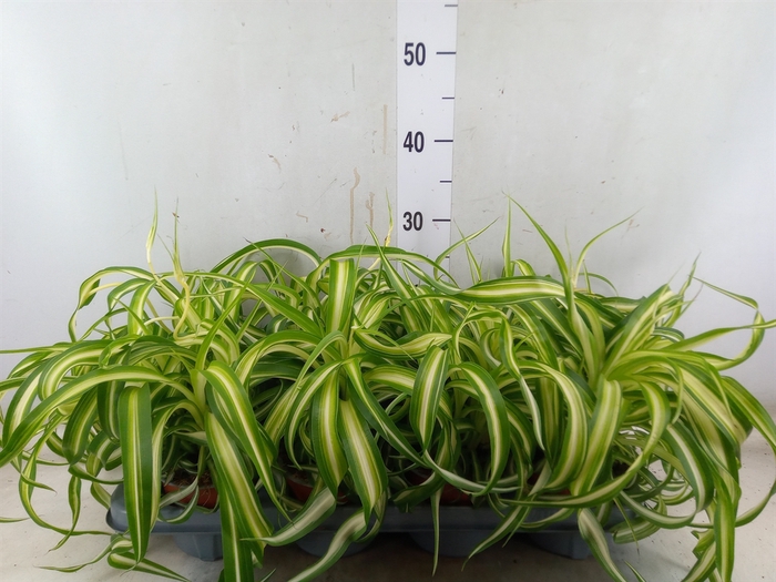<h4>Chlorophytum com. 'Bonnie'</h4>
