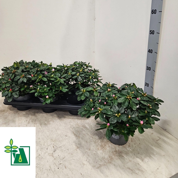 <h4>RHODO SI V GEM 3 SRT</h4>