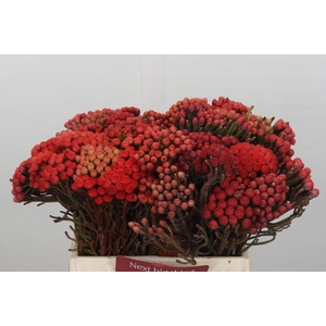 Kaaps Groen Red Brunia