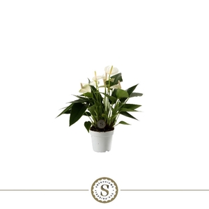 Anthurium Andreanum White Champion