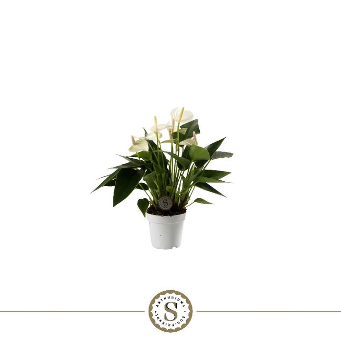 <h4>Anthurium Andreanum White Champion</h4>
