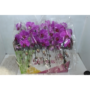 PHALAENOPSIS CASCATA P15 PINK MIN 1