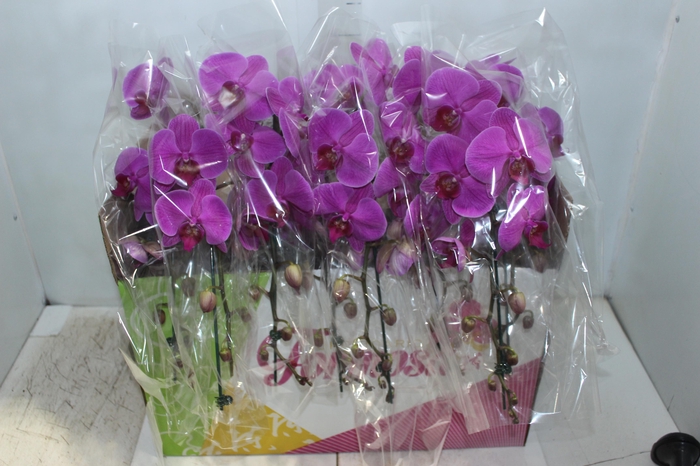 <h4>PHALAENOPSIS CASCATA P15 PINK MIN 1</h4>