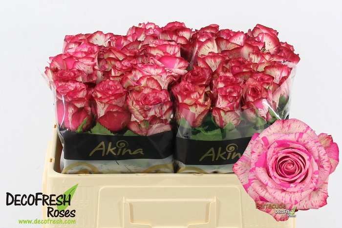 <h4>R Gr Barracuda</h4>