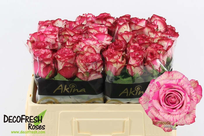 <h4>R Gr Barracuda</h4>