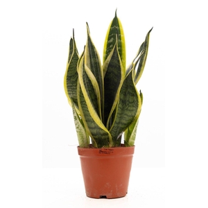 Sansevieria Trifasciata 