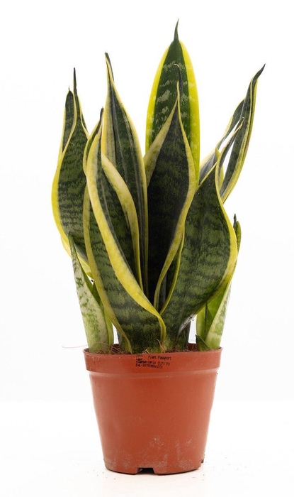 <h4>Sansevieria Trifasciata "Futura Superba" P&PURE Collection</h4>