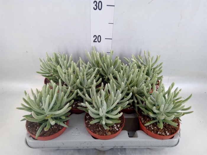 <h4>Senecio   ...</h4>