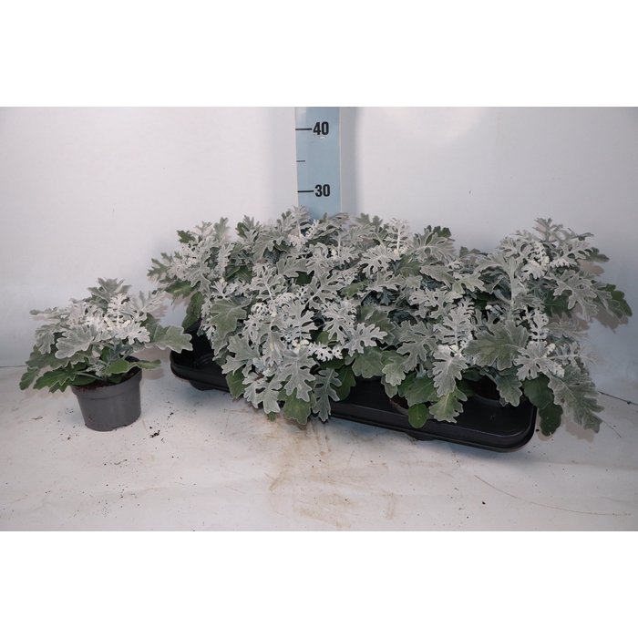 <h4>JACOBAEA MARITIMA</h4>